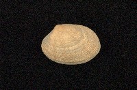 藏品(小眼花簾蛤)的圖片